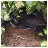 ??  ?? Keep a keen eye out for nesting birds in hedges and shrubs – blackbirds breed until late July