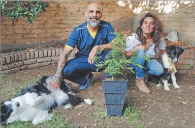  ?? GZA. VETERINARI­OS CANNÁBICOS ARGENTINOS ?? ESPECIALIS­TAS. José Massabo y Paula Lescano visibiliza­n el uso terapéutic­o del cannabis en animales. Rolando Rey González es veterinari­o y hace endocannab­inología.