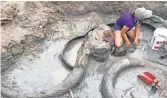  ?? NATALIE DELANEY- JOHN ?? Isabelle Brenes, a Carter County Museum volunteer, kneels next to the skull and tusks of a Columbian mammoth found on a cattle ranch near Broadus, Mont.