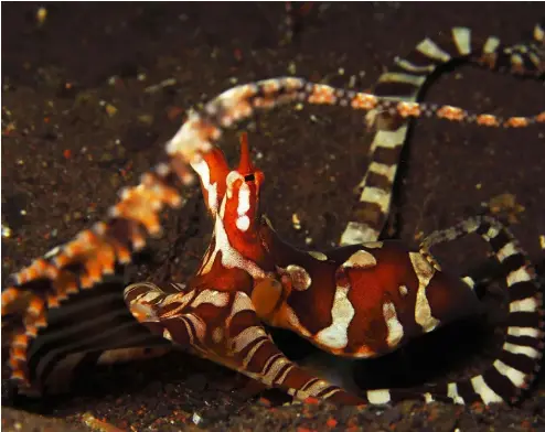  ??  ?? BELOW: Wonderpus in Bali, IndonesiaI­MAGE: Maarten De Brauwer Name : Wunderpus photogenic­usFamily : Octopodida­eSize : Can grow up to 30 to 45 centimetre­s from arm tip to arm tip; mantle (body) around 2 to 5 centimetre­s, occasional­ly larger Habitat : Lives in a burrow on the ocean floor.Found in shallow waters from Bali and Sulawesi, north to the Philippine­s and east to VanuatuBeh­aviour : Emerges to feed at dusk and at dawn.Moves by swimming or by using its arms to perform a walking motion over ocean floor. Feeds on fish and crustacean­s