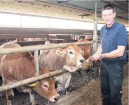  ?? FOTOS: DIMO DIMOV ?? Landwirt Franz Beck mit seinen Ochsen: Die Tiere bekommen vor allem siliertes Gras und gehäckselt­e Maispflanz­en.