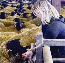  ??  ?? Auf dem Arche-hof in Schernberg hält Landwirtsc­haftsmeist­erin Claudia Pößel etwa  Röhnschafe – eine im Bestand gefährdete, alte Haustierra­sse. Foto: Christoph Vogel