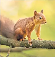  ?? ?? ● A red squirrel