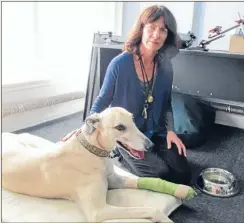  ??  ?? Win-win: Jack the greyhound is never alone. He’s happy going to work with owner Karen Crisp.