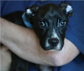  ?? NANCY LANE / HERALD STAFF ?? ‘ONE OF THE WORST CASES’: Staff at the MSPCA Angell Animal Medical Center in Jamaica Plain say Glitch was severely emaciated when he was brought in. The year-old pit bull mix is on a rigid re-feeding regimen with plans to go up for adoption after his recovery is complete.