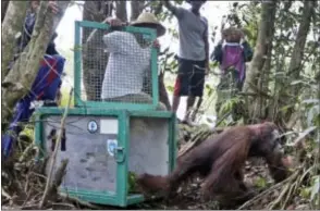  ??  ?? In this Jan. 6, 2016, photo, conservati­onists of the Borneo Orangutan Survival Foundation (BOSF) release a rescued orangutan at a forest in Sungai Mantangai, Central Kalimantan, Indonesia.