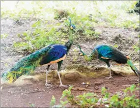  ?? PHA LINA ?? A pair of peacocks are seen at the Mayura zoo in Mondulkiri province.