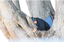  ?? Photo / Hayden Woodward ?? Caleb Azor perches in the 120-year-old tree on the corner of Ash St and Great North Rd in Avondale.