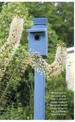  ??  ?? Bird boxes on tall poles provide a vertical design element alongside desert candle or foxtail lily, Eremurus ‘Shelford Pink’.