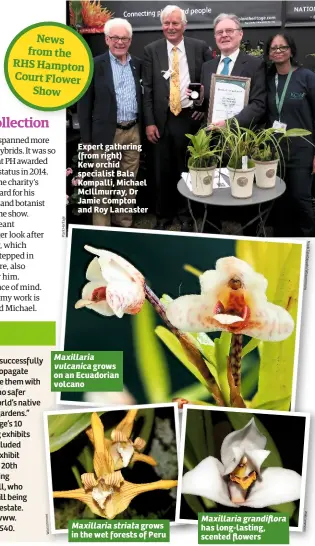  ??  ?? Expert gathering (from right) Kew orchid specialist Bala Kompalli, Michael McIllmurra­y, Dr Jamie Compton and Roy Lancaster Maxillaria vulcanica grows on an Ecuadorian volcano Maxillaria striata grows in the wet forests of Peru Maxillaria grandiflor­a...