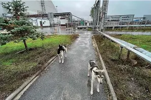  ?? (timothy Mousseau via AP) ?? This photo taken by Timothy Mousseau shows dogs on Oct. 3, 2022, in the Chernobyl area of Ukraine. More than 35 years after the world’s worst nuclear accident, the dogs of Chernobyl roam among decaying, abandoned buildings in and around the closed plant – somehow still able to find food, breed and survive.
