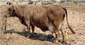  ??  ?? ’n BoranAyrsh­irekruisko­ei wat baie melk lewer. Hennie kies versies van koeie wat méér as 16 liter melk per dag lewer om as vervanging­sverse groot te maak.