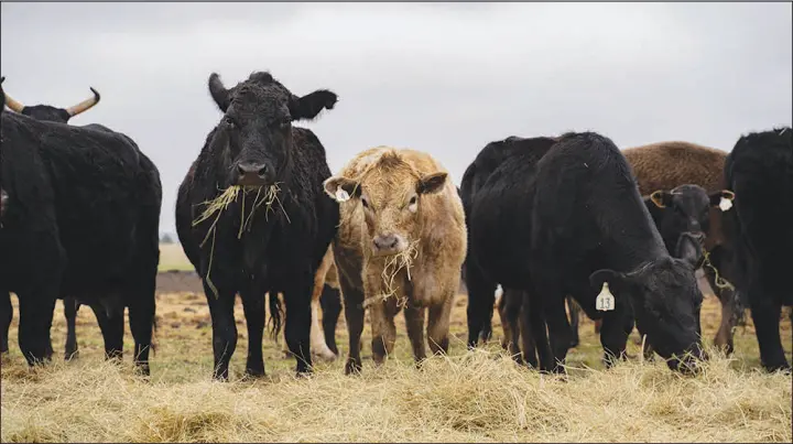  ?? SHUTTERSTO­CK.COM ?? A new study concludes that alfalfa and other cattle-feed crops consume 46% of the water that is diverted from the Colorado River. “The reason we’re using so much of the Colorado River water to feed cows is because of our demand for beef and dairy products,” said Brian Richter, a researcher who led the study.