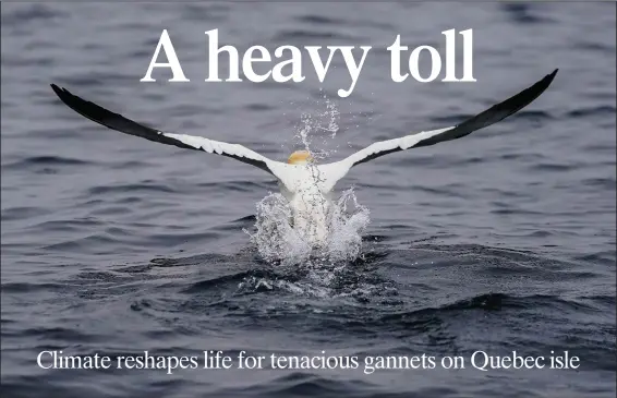  ?? (AP/Carolyn Kaster) ?? A northern gannet pushes off Sept. 13 as it takes flight from the Gulf of St. Lawrence near Bonaventur­e Island off the coast of Quebec.