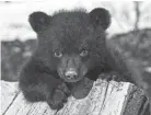  ?? TRIBUNE NEWS SERVICE ?? Young black bears around California are exhibiting dangerous behavior – like fearlessne­ss around humans – due to a mysterious lethal condition.