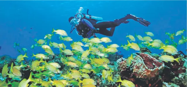  ??  ?? Espectacul­ar.La geografía del lugar ha generado una notable diversidad de formas de vida, como es el arrecife de coral en Cabo Pulmo, uno de los más importante­s en el golfo de California y en el Pacífico oriental.