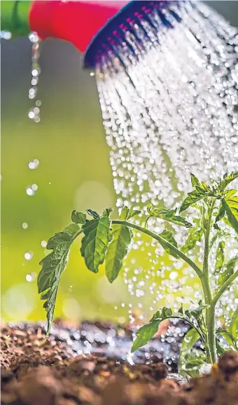  ??  ?? ●
Watering is time-consuming during dry spells, above, yet roses, right, hate rain