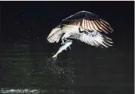  ?? Contribute­d photo ?? Osprey in flight after catching a menhaden.