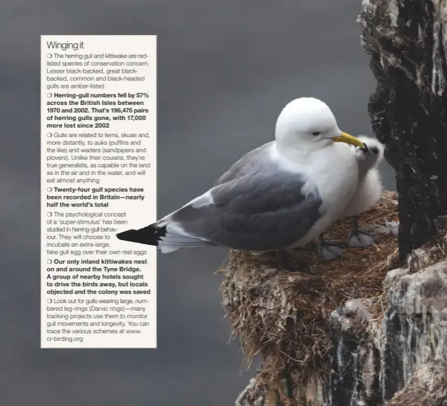 ??  ?? Seagulls worthy of the name: kittiwakes join huge seabird colonies on northern cliffs to breed, but cruise the oceans the rest of the year