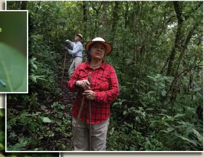  ?? (AP/Moises Castillo) ?? Floripe Cordoba (above photo, front) and Siegfried Kussmaul pause Aug. 24 during their morning walk through their protected forest on the outskirts of San Jose, Costa Rica. “When I conserve I let all of the insects, down to the smallest, the fauna and everything there is in the forest, have its place,” said Cordoba, a former tourism guide, who strolls in the forest daily. (Top left photo) A frog stands Aug. 24 in a protected forest on the outskirts of San Jose. (Bottom left photo) Wild mushrooms grow on a fallen tree Aug. 30 in a protected forest in La Union, Costa Rica.