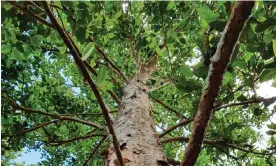  ?? Photograph: Bronwen Scott ?? Local residents and botanists are hoping to save north Queensland’s Atherton Arboretum, which is being prepared for sale by the CSIRO.