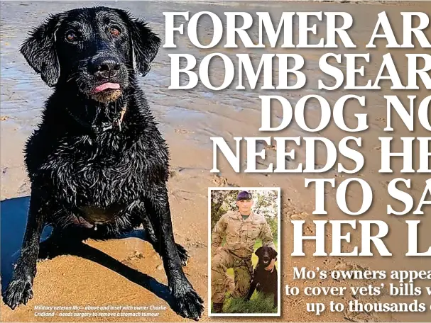  ?? ?? Military veteran Mo – above and inset with owner Charlie Cridland – needs surgery to remove a stomach tumour