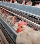  ?? PHOTO: EPA ?? Zimbabwe will cull up to 2 million chickens to try and contain an outbreak of bird flu.