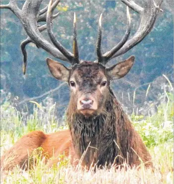  ?? Picture: Lester Clark ?? Nelson the stag may have been looking for love when he went on the run - now he is safely at home in a park with some female deer to keep him company