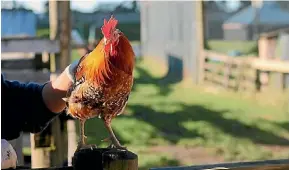  ?? PHOTO: SUPPLIED/FAIRFAX NZ ?? SPCA Auckland is offering roosters free until July 31.