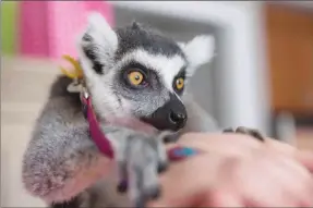  ?? Canadian Press photo ?? A lemur from an exotic animals company is seen at a child’s birthday party in Toronto in this 2013 photo. So-called mobile zoos, which take animals on the road for events ranging from church picnics to corporate functions, have begun cropping up with...