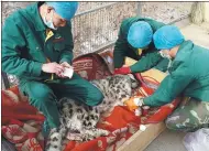  ?? PROVIDED TO CHINA DAILY ?? Veterinari­ans from Xining Wildlife Park tend to an injured snow leopard in Xining, Qinghai province, in late November.