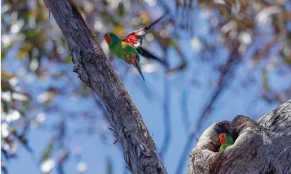  ?? ?? The Tasmanian swift parrot: ‘a delightful bird that makes the longest migration of any parrot species in the world.’ Photograph: Rob Blakers