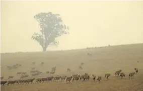  ?? RICK RYCROFT/AP ?? Sheep graze in a field shrouded in a haze Saturday near at Burragate, Australia. Wildfires continue to burn after warm dry weather hastened an early fire season in Australia.