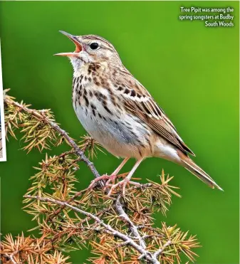  ??  ?? Tree Pipit was among the spring songsters at Budby South Woods