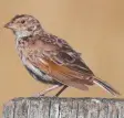  ??  ?? The singing bushlark is a fine mimic of other birds.