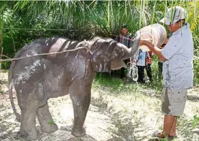  ?? — Filepic/the Star ?? More awareness among rural folk leads to situations like this, when villagers help animals that wander onto their land. This villager is giving water to a two-month-old elephant that he found on an oil palm plantation in Sungai Siput, Perak.