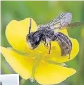  ??  ?? Rare species of bee are present around Ashurst Beacon, inset below