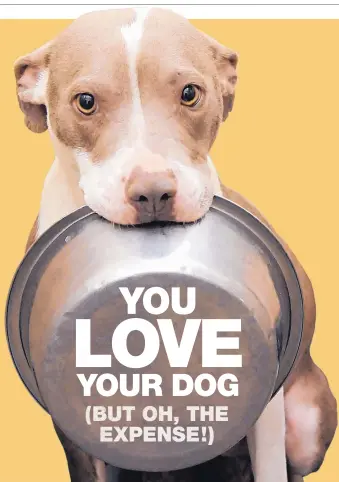  ?? MORGAN PETROSKI/JOURNAL ?? Kibble, collar and leash — those bare necessitie­s are just a fraction of what it costs to own a dog. Most people underestim­ate how costs add up, which the American Pet Products Associatio­n estimates at $1,641 a year — but first-year costs are higher.