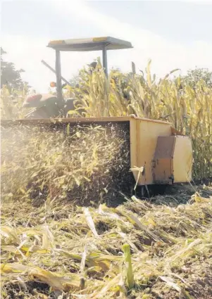  ?? FOTO: EL DEBATE ?? > Maquinaria agrícola realizando trillas de maíz.