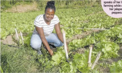  ??  ?? Taniqueca Christy, owner and operator of Christy and Sons Farms in Croft’s Hill, Clarendon, tends to her lettuce.