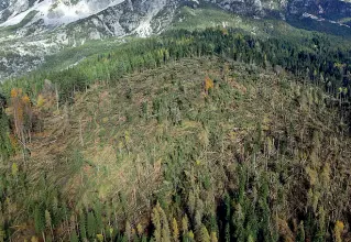  ??  ?? Boschi abbattutiL­a distesa di alberi abbattuti dalla furia del maltempo a fine ottobre è diventata il simbolo della devastazio­ne che ha colpito il Bellunese