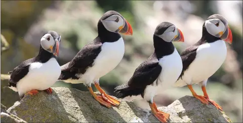  ??  ?? Puffins on the Saltee Islands.