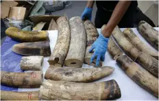  ?? REUTERS ?? THREE men said to be involved in running a major internatio­nal ivory smuggling syndicate have been caught following action by the China Customs Anti-Smuggling Bureau. |