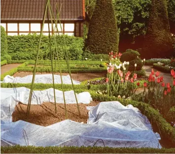  ?? Foto: Marion Nickig, dpa ?? Noch kann es richtig kalt werden. Sowohl über bereits gesätes, aber auch gepflanzte­s Gemüse sowie über frostempfi­ndliche Blu   men empfiehlt die Expertin der Bayerische­n Gartenakad­emie ein Vlies zu breiten.