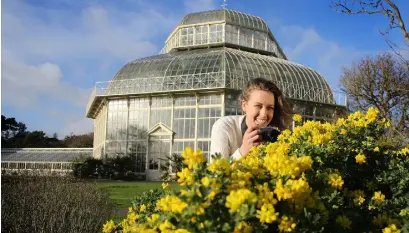  ??  ?? VIVID COLOUR: Kari Oslie from California points her camera at Coronilla glauca at the National Botanic Gardens in Glasnevin, Dublin, last week. Photo: David Conachy