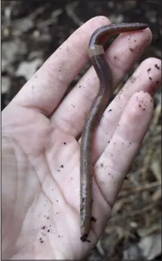  ?? KALEIGH GALE, VIA THE ASSOCIATED PRESS ?? This Sept. 13, 2020, image provided by Kaleigh Gale shows a captured Asian jumping worm in Portland, Conn. The species is distinguis­hed from other earthworms by the presence of a creamy gray or white band encircling its body.
