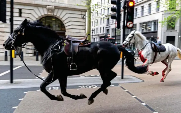  ?? ?? Bolted: Household Cavalry horses Quaker and Vida, who is covered in blood after injuring herself, race down streets near Aldwych