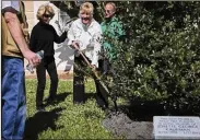  ?? BRUCE R. BENNETT/THE PALM BEACH POST 2014 ?? An East
Palatka holly tree was planted in memory of Josette George Kaufman during the Tree Board’s Ninth Annual Festival of Trees in
2014.