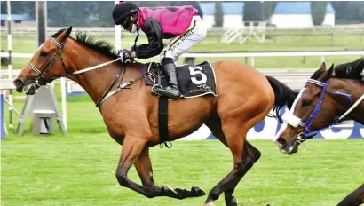  ?? Picture: JC Photograph­ics ?? BANKER. Rio's Winter takes a drop in class in Race 6 over 1400m at the Vaal tomorrow and looks a decent banker in the exotics.