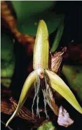  ??  ?? Bulbophyll­um nocturnum, the world’s only truly
night-flowering orchid